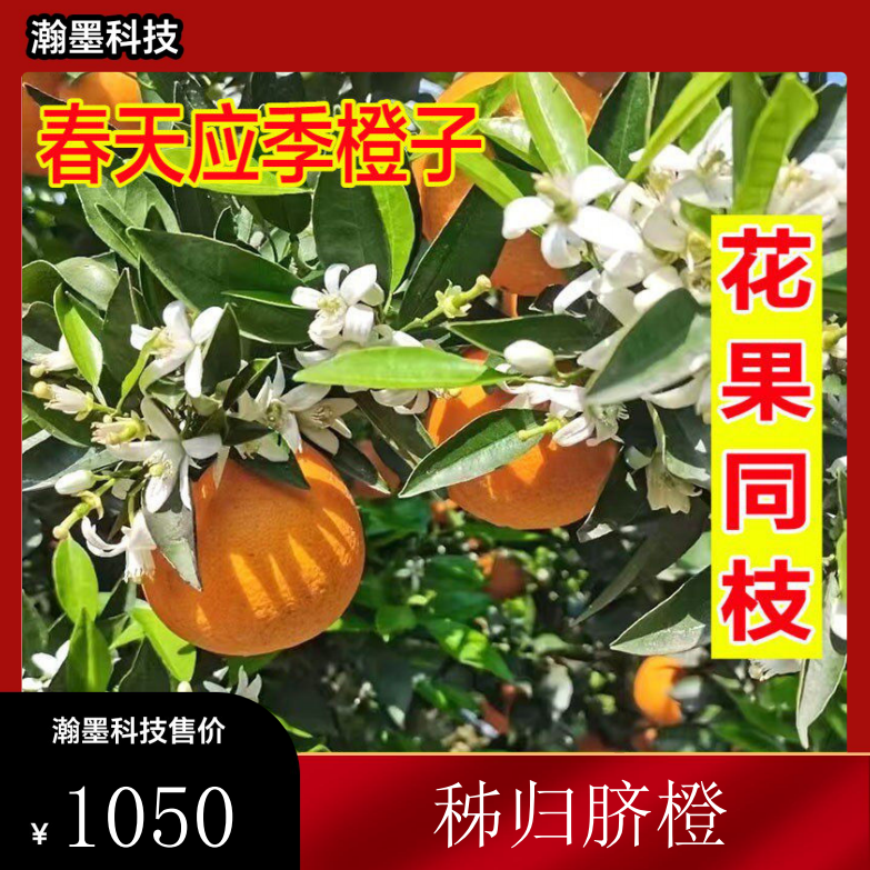 秭归脐橙